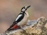 great spotted woodpecker <br> Dendrocopos major