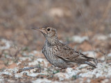 duponts lark <I> (Chersophilus duponti)</i>