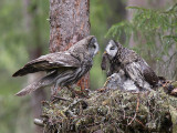 great grey owl <br> laplanduil (NL) lappugle (N) <br> Strix nebulosa