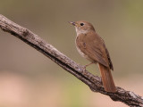 nightingale <br> Luscinia megarhynchos