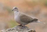 eurasian collared-dove <br> Streptopelia decaocto