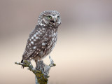 little owl <br> Athena noctua