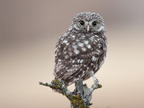 little owl <br> Athena noctua