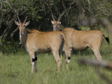 eland <br> Taurotragus oryx