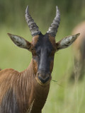 topi <br> Damaliscus lunatus jimela