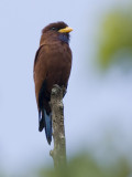 blue-throated roller <br> Eurystomus gularis