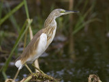 squacco heron <br> Ardeola ralloides