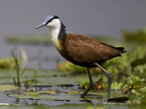 african jacana <br> Actophilornis africanus