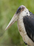 marabou stork