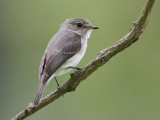 african dusky flycatcher <br> Muscipapa adusta