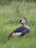 grey crowned crane <br> Balearica regulorum