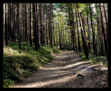 Shadily  forest