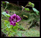 Eye catching flower