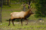 093 Elk - Jasper.jpg