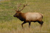095 Elk - Jasper.jpg