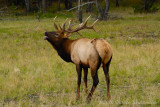 096 Elk - Jasper.jpg
