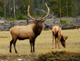 112 Elk - Jasper.jpg