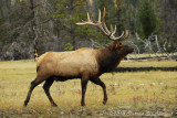 117 Elk - Jasper.jpg