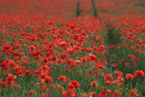 PoppyFieldweb.jpg