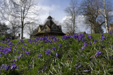 Bournville Crocusweb.jpg