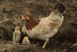 there were a number of wild chickens at Kahana beach