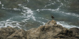 bird on lava rock
