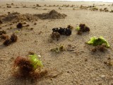 seaweed