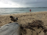 drift wood