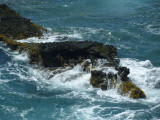 seaweed on lava rocks