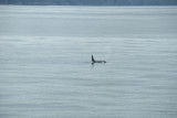 Orca on the port-side!