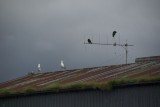 Birds on a roof