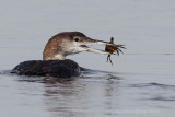 Common Loon