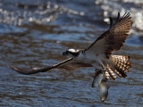 Osprey