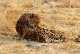 Cheetah gepard