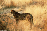 Cheetah gepard