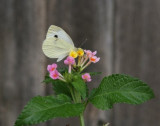 butterfly august 07.bmp