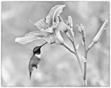 Flowers in Black and White