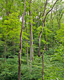 Mississippi Palisades State Park