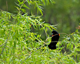 Another redwing blackbird