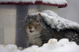 Squirrel during the storma