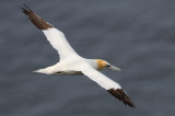 Northern Gannet (Morus bassanus)