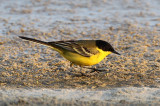 Black-headed Wagtail (Motacilla feldegg)