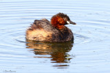 Little Grebe (Tachybaptus ruficollis)