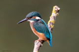 Common Kingfisher (Alcedo atthis)