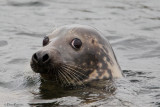 Common Seal - Lerwick harbour.