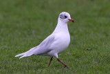 Mediterranean Gull (Ichthyaetus melanocephalus) adult winter