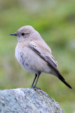 Desert Wheatear (Oenanthe deserti)