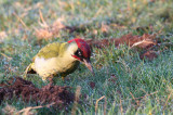 Green Woodpecker (Picus viridis)