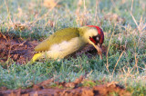 Green Woodpecker (Picus viridis)