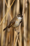 Paddyfield  Warbler 4 (Acrocephalus agricola)